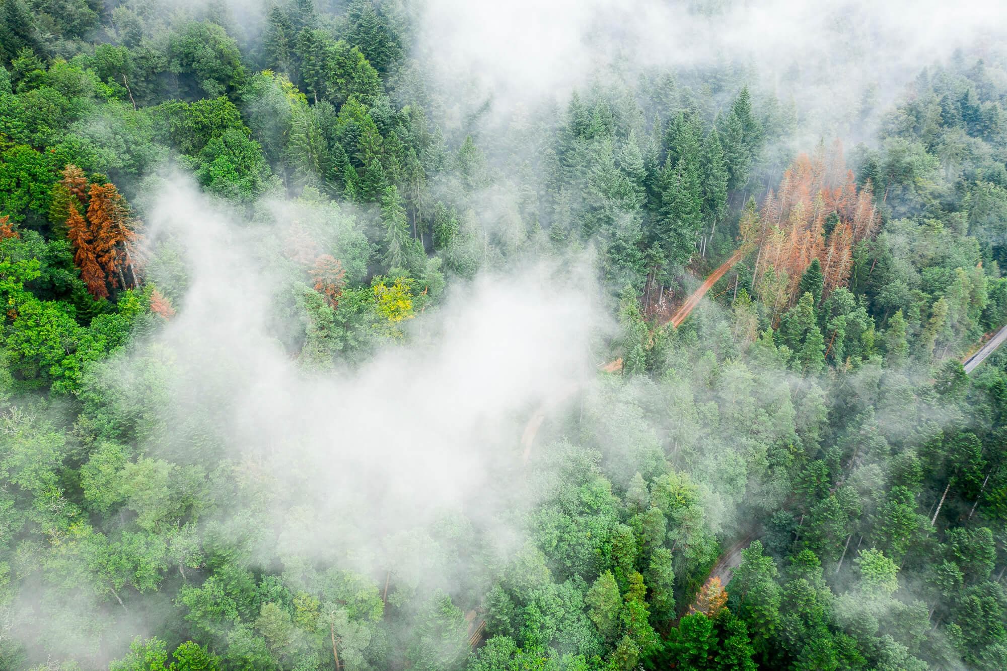 Forêt, Vosges Secrètes